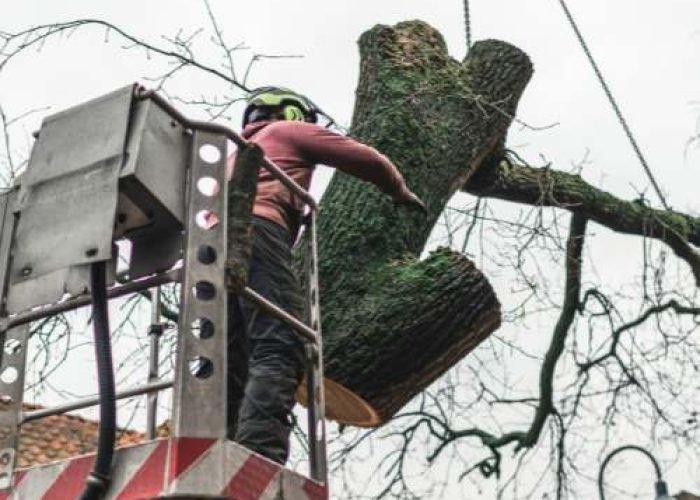 Tree Surgery London